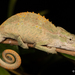 Midlands Dwarf Chameleon Complex - Photo (c) Tyrone Ping, some rights reserved (CC BY-NC), uploaded by Tyrone Ping