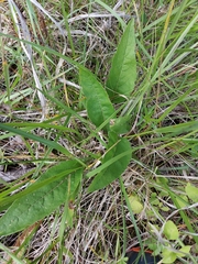 Silphium asteriscus