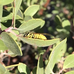 Vespula sulphurea