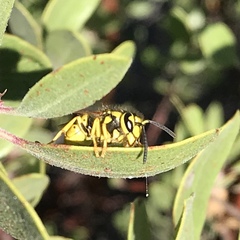 Vespula sulphurea