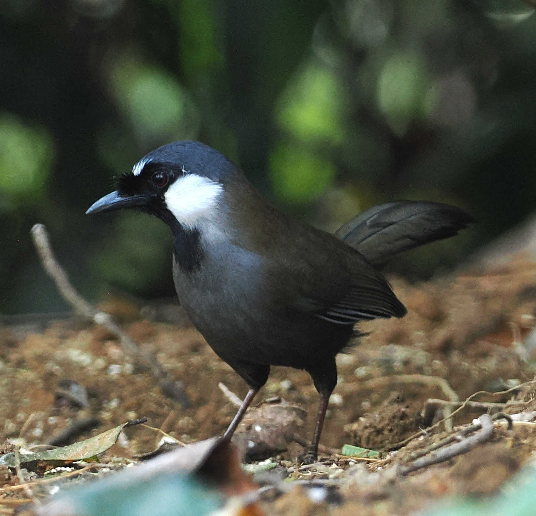 Black-throated Laughingthrush