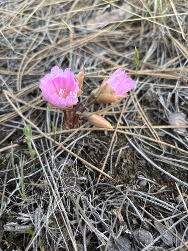 iNaturalist observation 2025-06-03