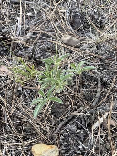 iNaturalist observation 2025-06-03