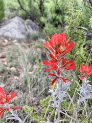 Castilleja lanata