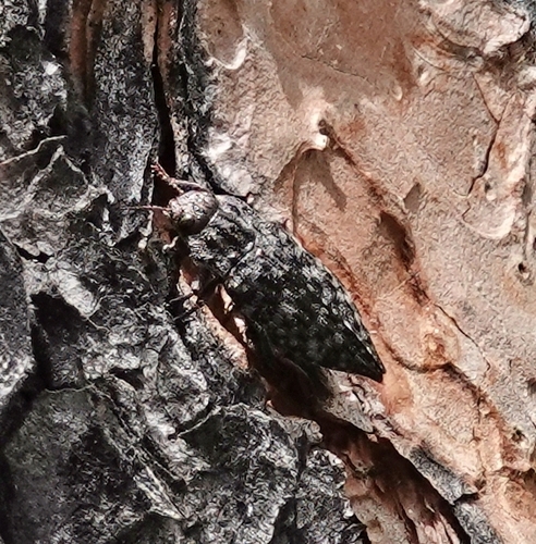 Dark Jewel Beetle photo 2