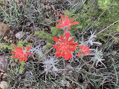 Castilleja lanata