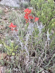Castilleja lanata