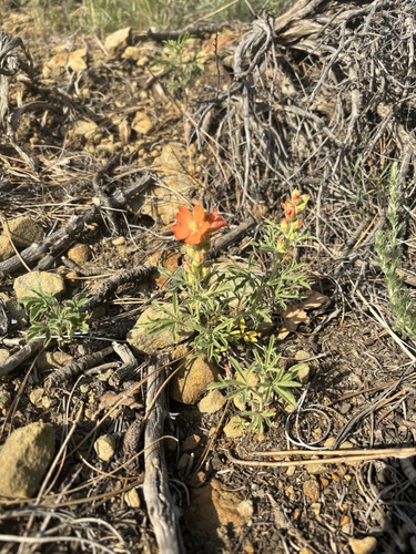iNaturalist observation 2025-06-03