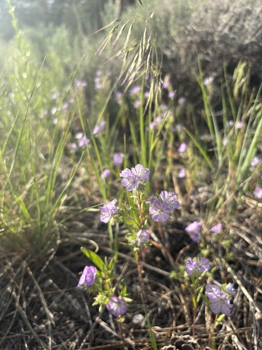 iNaturalist observation 2025-06-03