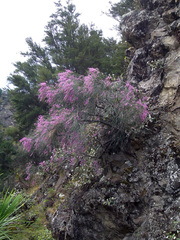 Carmichaelia carmichaeliae