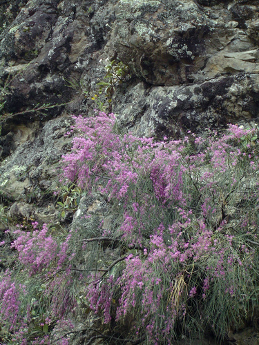 Carmichaelia carmichaeliae, photograph 4