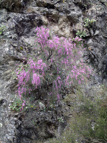 Carmichaelia carmichaeliae, photograph 3