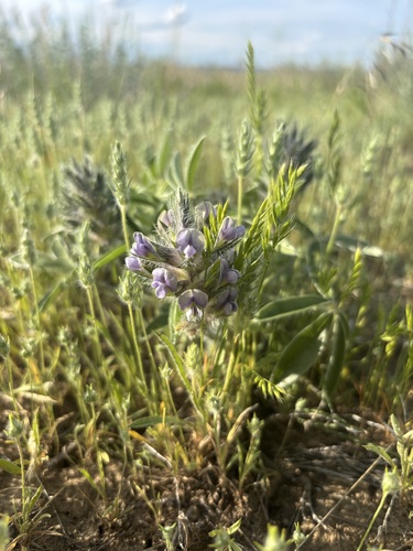 iNaturalist observation 2025-06-03
