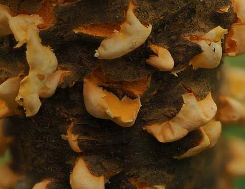 white pine blister rust