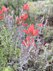 Castilleja lanata