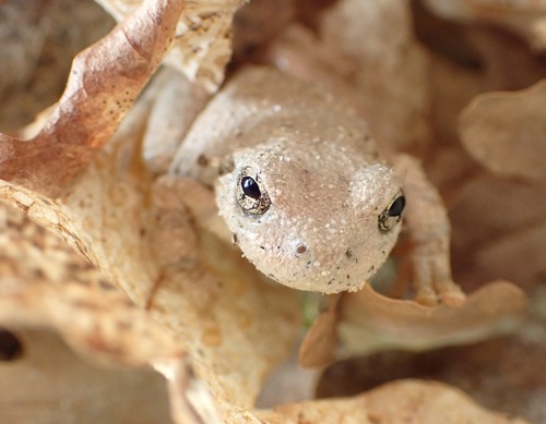 Canyon Tree Frog photographed in Utah