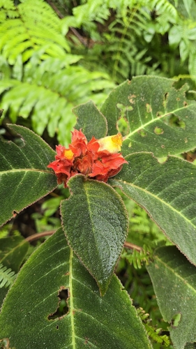 Corytoplectus oaxacensis