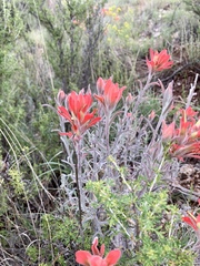Castilleja lanata