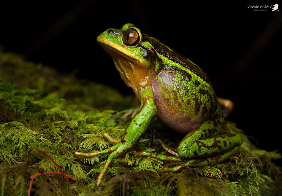 Emerald Forest Frog