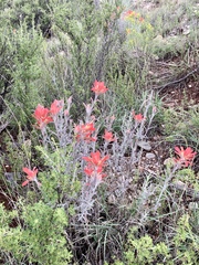 Castilleja lanata
