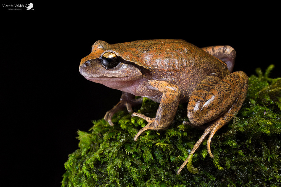 Alsodes cantillanensis Charrier, Correa-Quezada, Castro & Méndez-Torres, 2015