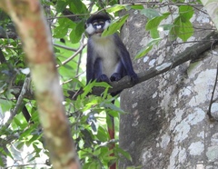 Cercopithecus ascanius schmidti