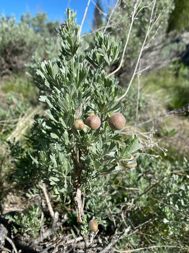 Unknown species found near Moore, ID, US
