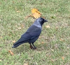 Corvus monedula