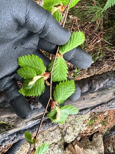Quercus crispula iNat (2)