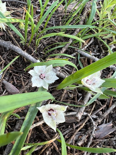 Shirley Meadows star-tulip (Calochortus westonii)