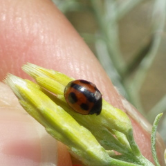 Brumoides septentrionis