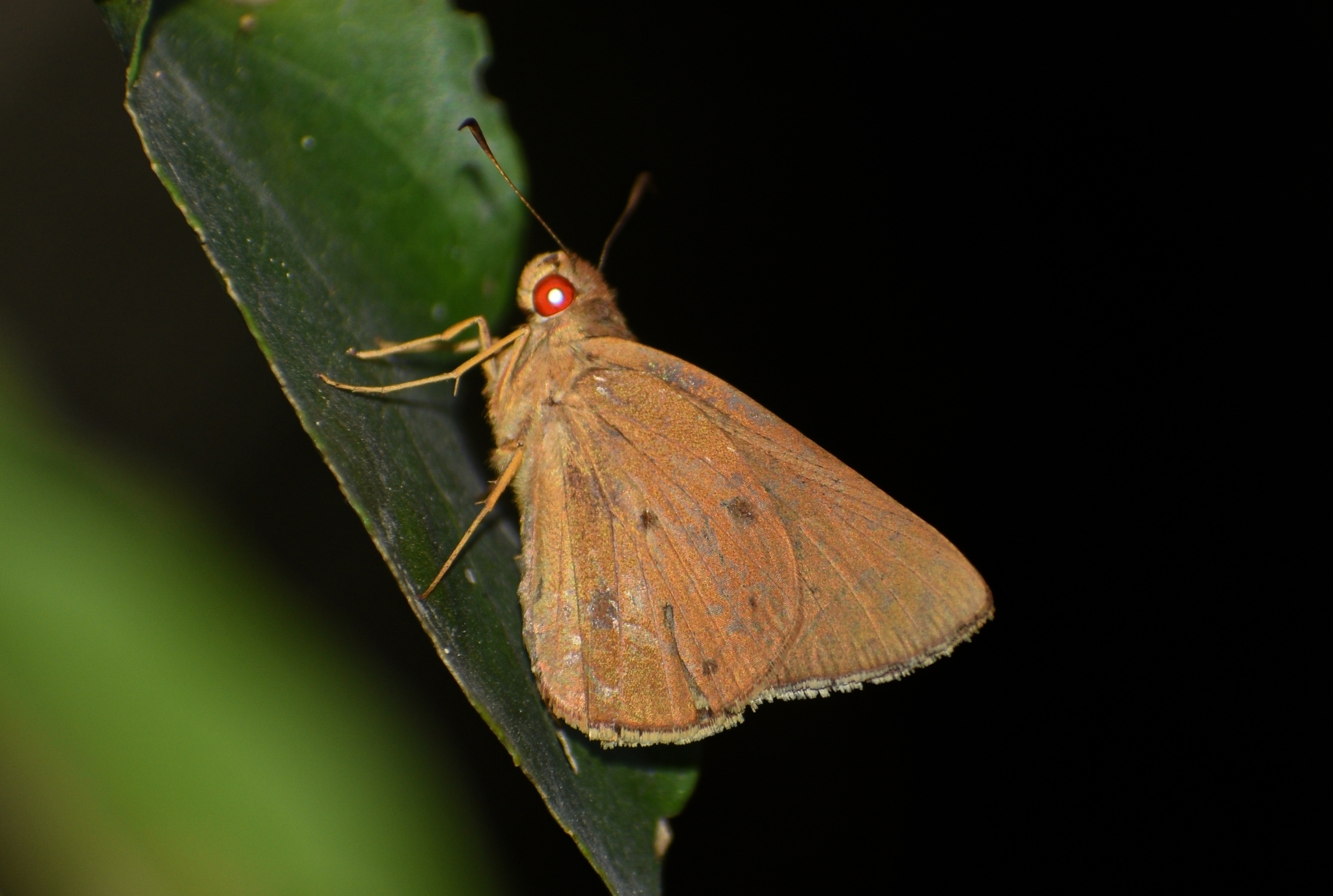 Common Branded Redeye