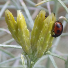 Brumoides septentrionis