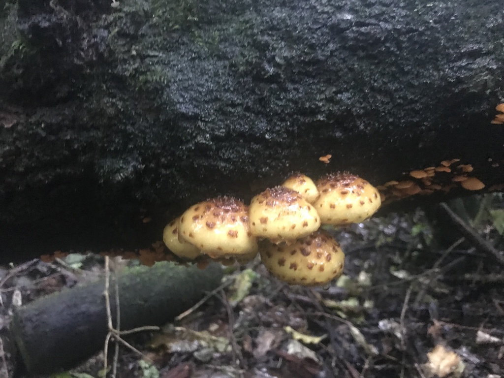 Pholiota glutinosa · June 2025 · photo: © stephen_hartley (iNaturalist, cc-by)