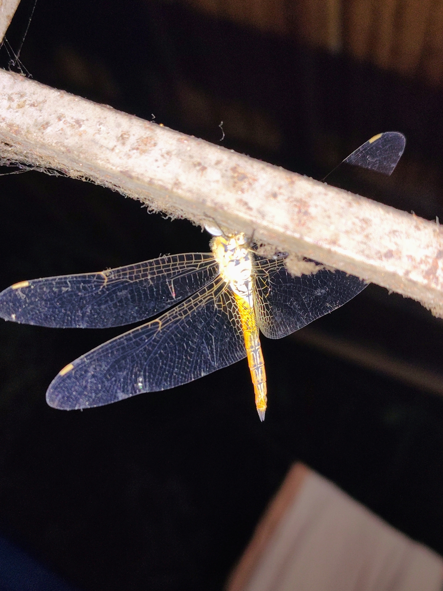 Globe Skimmer