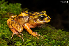 Eupsophus emiliopugini