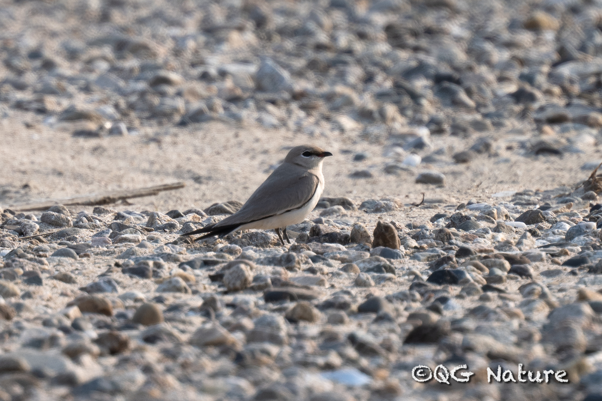 Small Pratincole