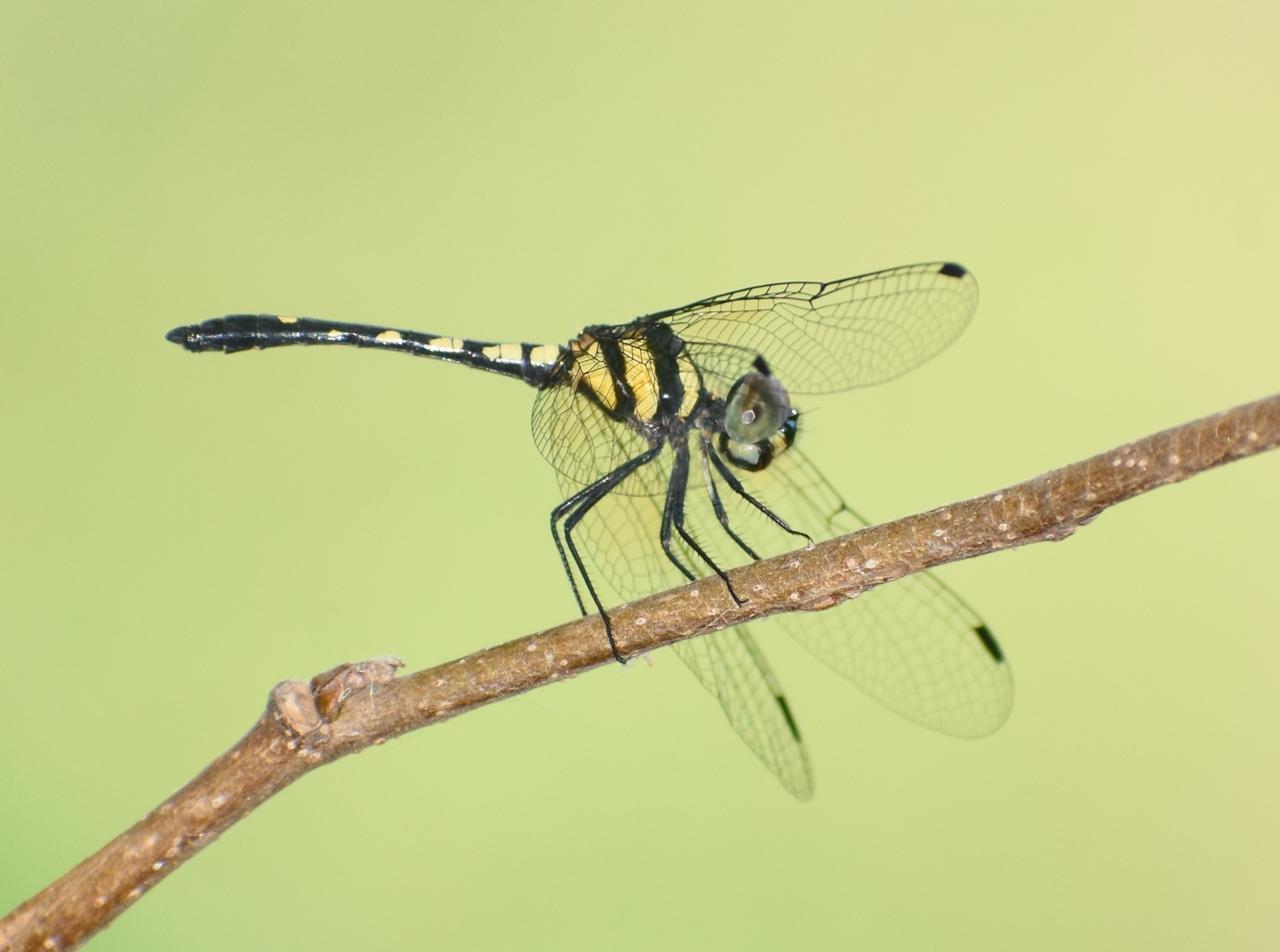 Pigmy Skimmer