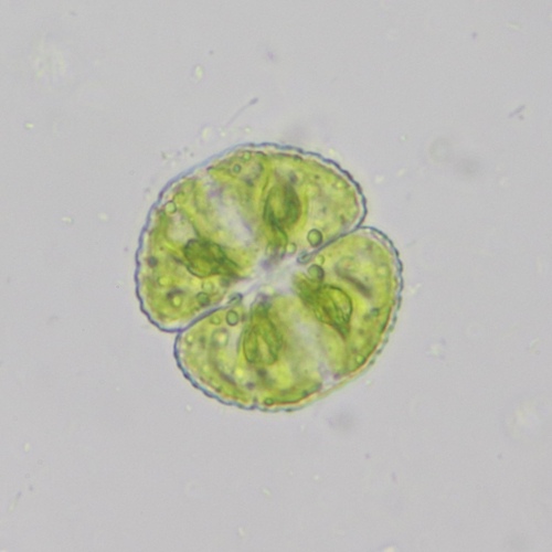 Cosmarium formosulum