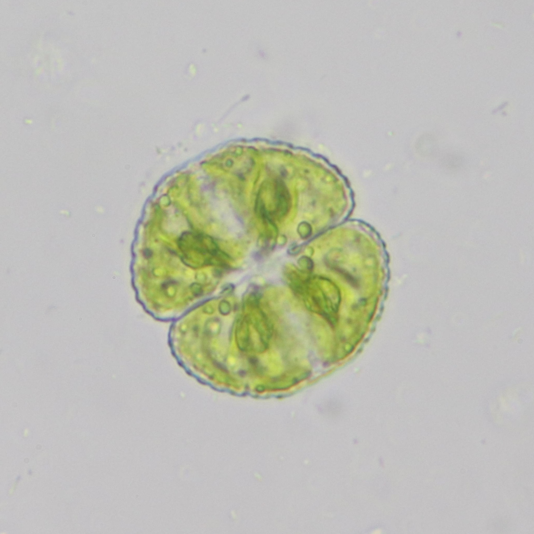 Cosmarium formosulum