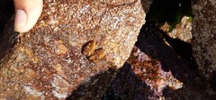Brachidontes granulatus