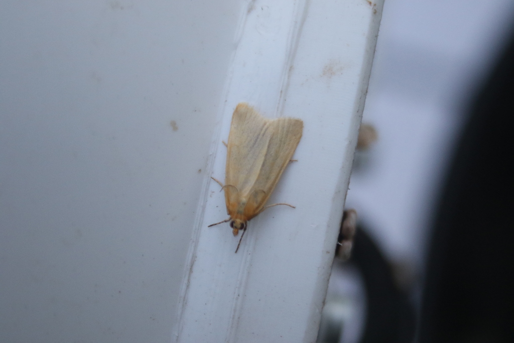 Scoparia luteolaris