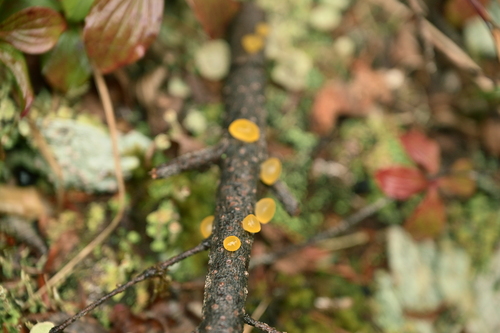 Heterotextus miltinus