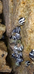 Echinolittorina peruviana