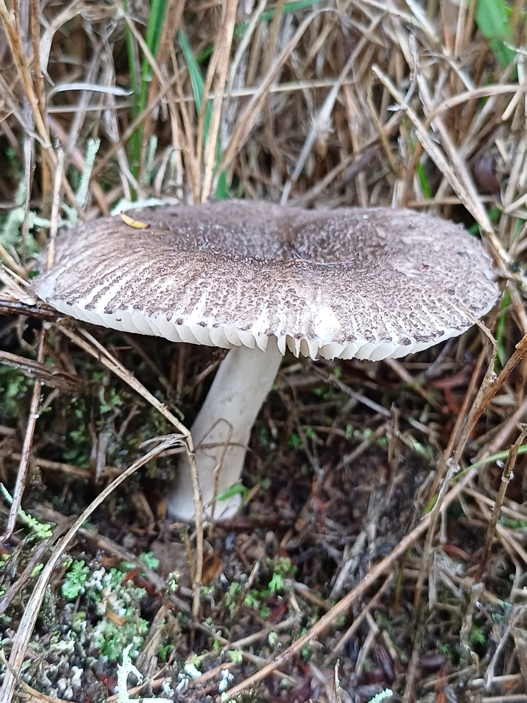 Amanita nehuta · June 2025 · photo: © steviakiwi23 (iNaturalist, cc0)