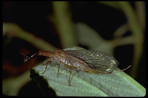 Agulla unicolor