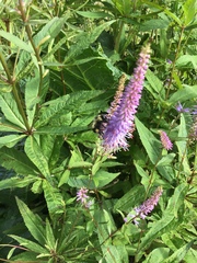 Bombus vagans bolsteri
