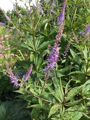 Bombus vagans bolsteri