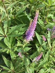 Bombus vagans bolsteri