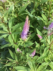 Bombus vagans bolsteri